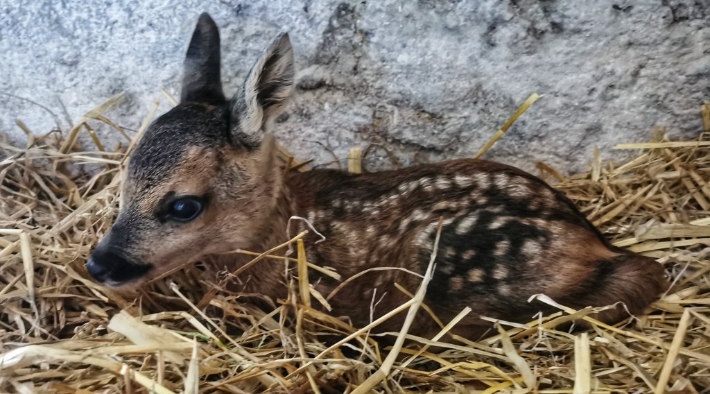 COSA FARE, SE TROVIAMO UN ANIMALE, SELVATICO, IN DIFFICOLTA’